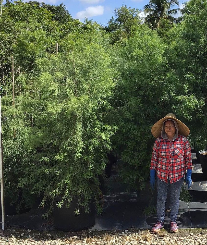 podocarpus-gracilior-plum-pine-weeping