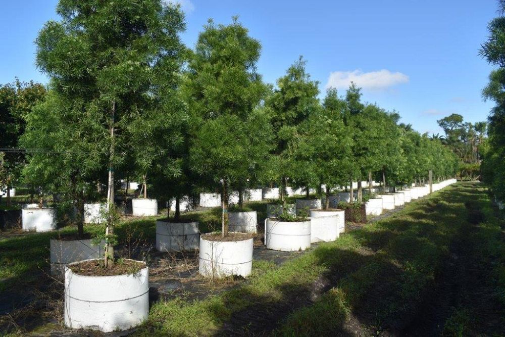 podocarpus-gracilior-plum-pine-weeping