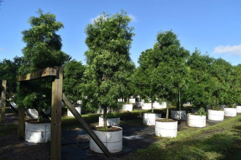 podocarpus-gracilior-plum-pine-weeping
