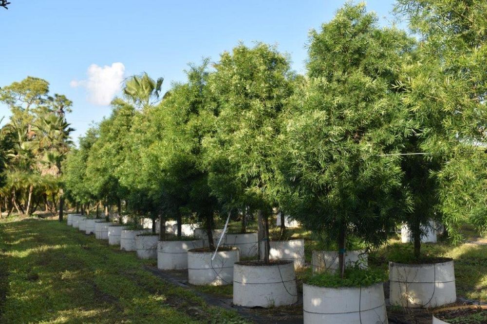 podocarpus-gracilior-plum-pine-weeping