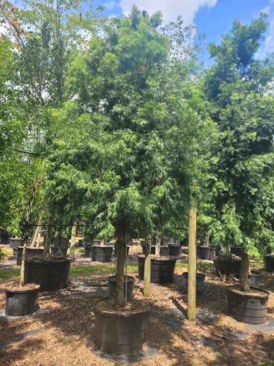podocarpus-gracilior-plum-pine-weeping