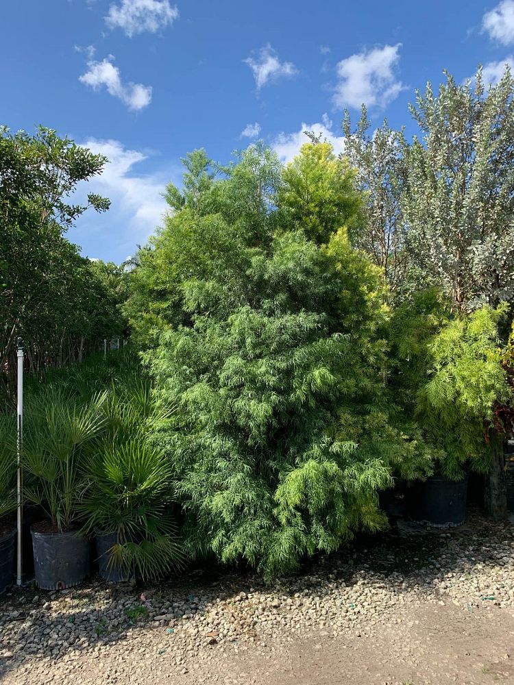 podocarpus-gracilior-plum-pine-weeping