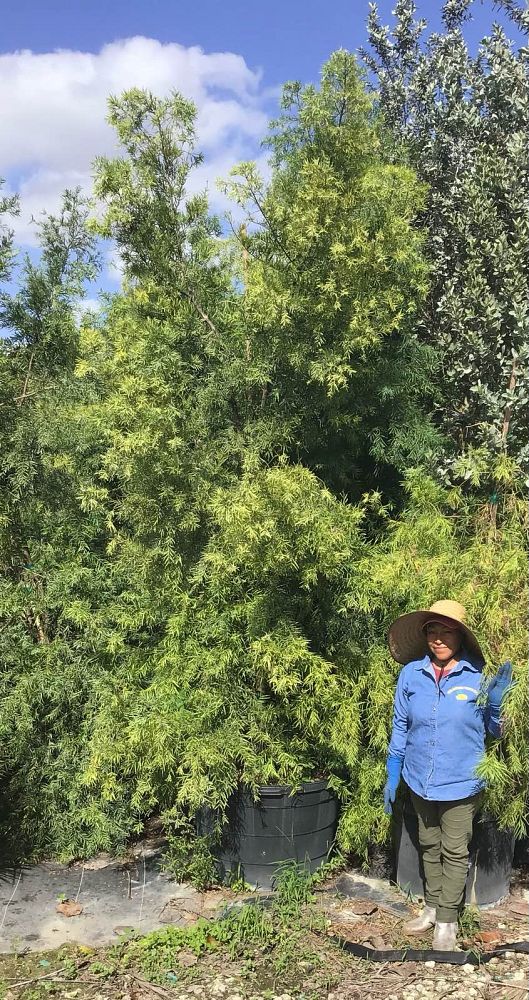 podocarpus-gracilior-plum-pine-weeping
