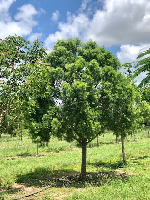 podocarpus-gracilior-plum-pine-weeping