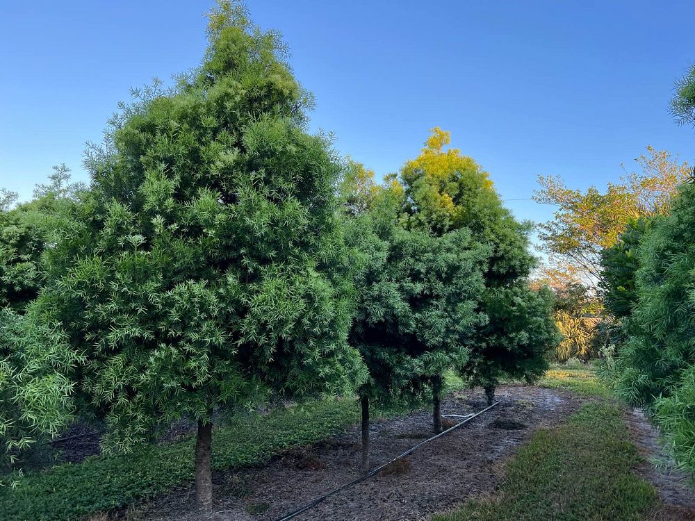 podocarpus-gracilior-plum-pine-weeping