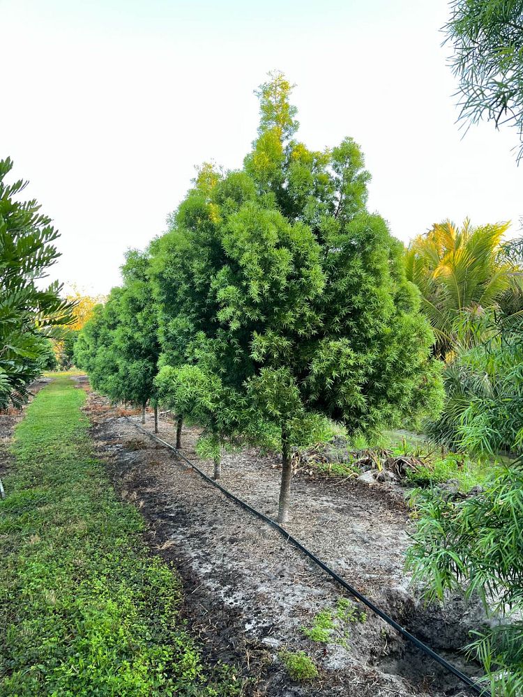 podocarpus-gracilior-plum-pine-weeping