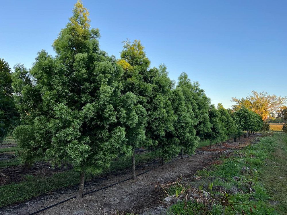podocarpus-gracilior-plum-pine-weeping