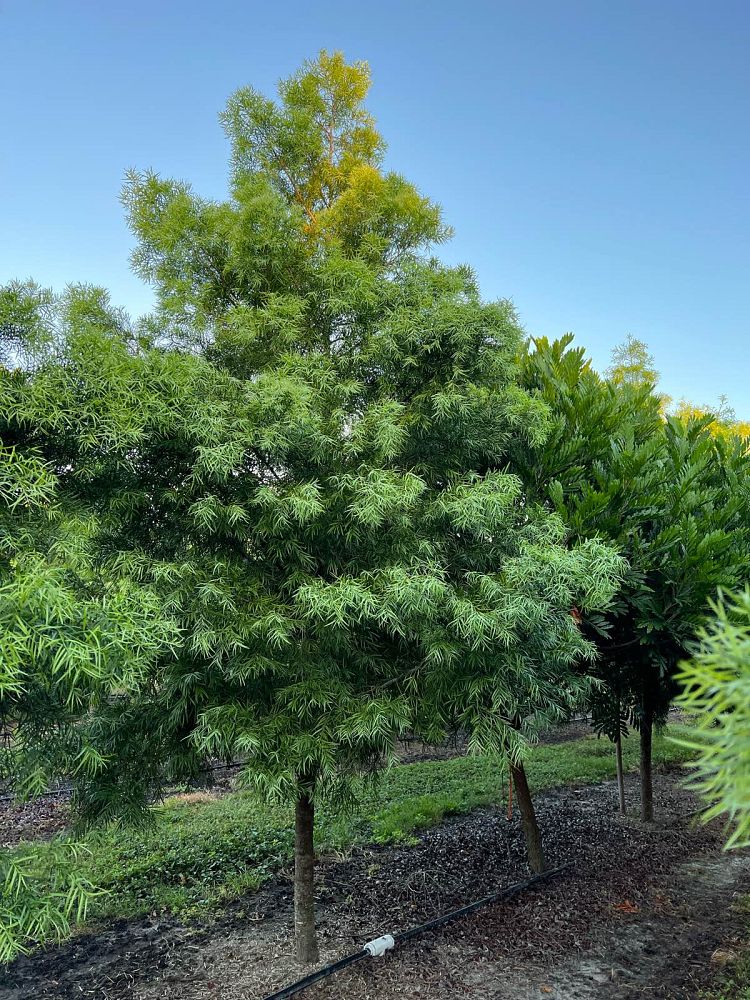 podocarpus-gracilior-plum-pine-weeping