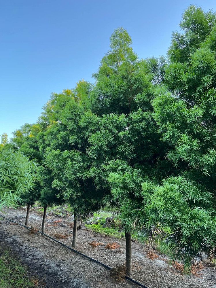 podocarpus-gracilior-plum-pine-weeping