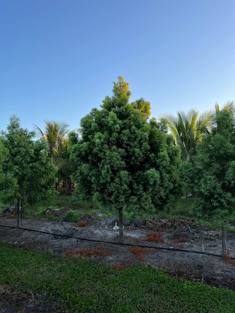 podocarpus-gracilior-plum-pine-weeping