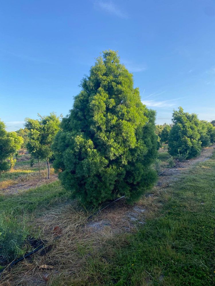 podocarpus-gracilior-plum-pine-weeping