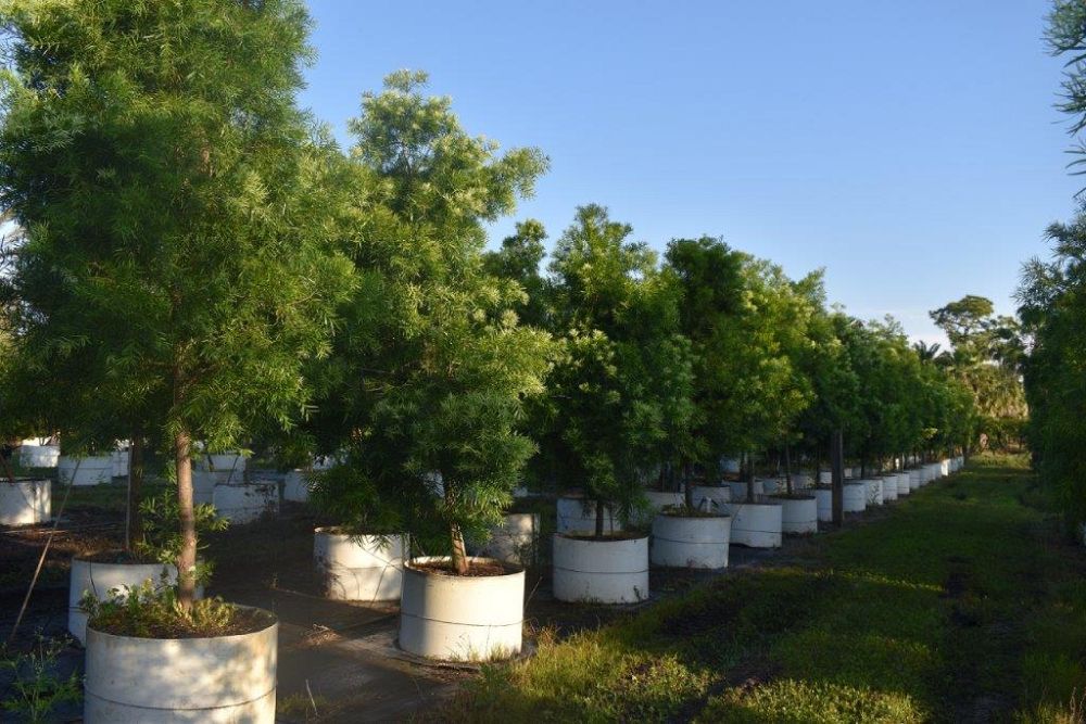 podocarpus-gracilior-plum-pine-weeping