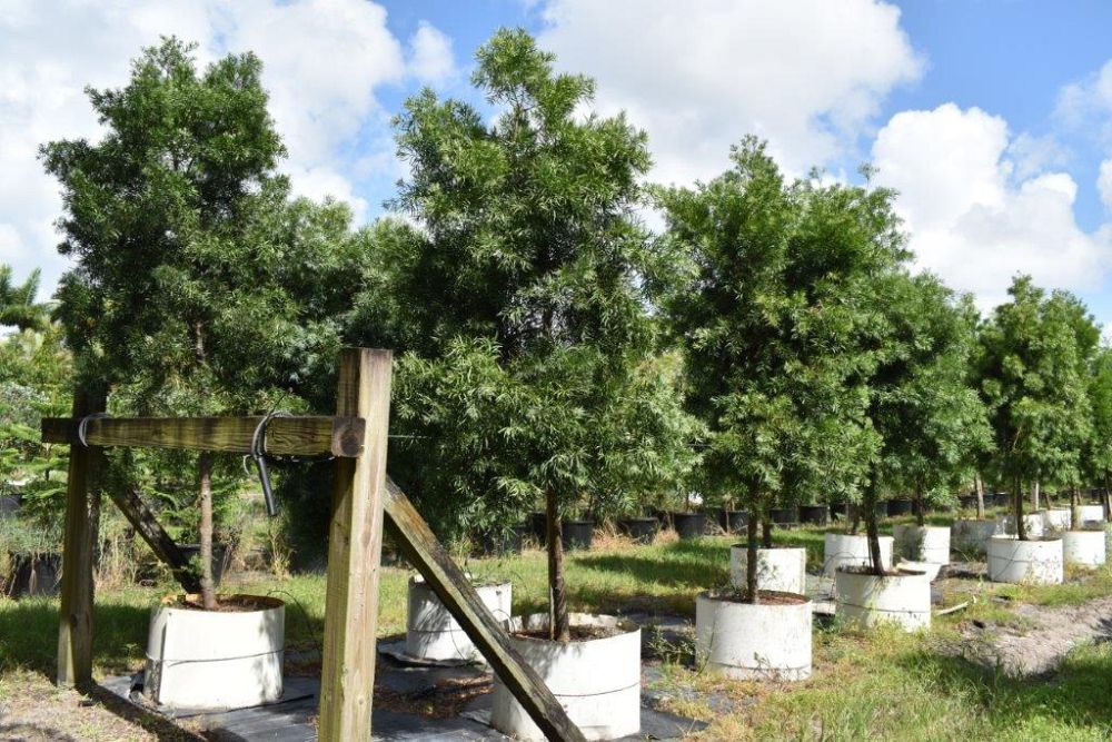 podocarpus-gracilior-plum-pine-weeping