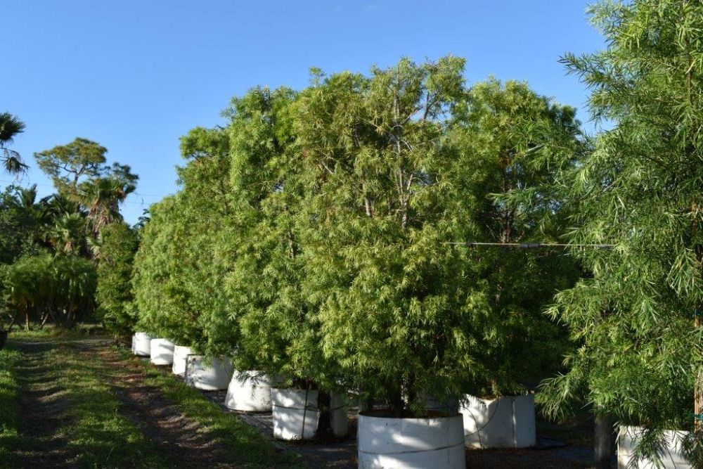 podocarpus-gracilior-plum-pine-weeping