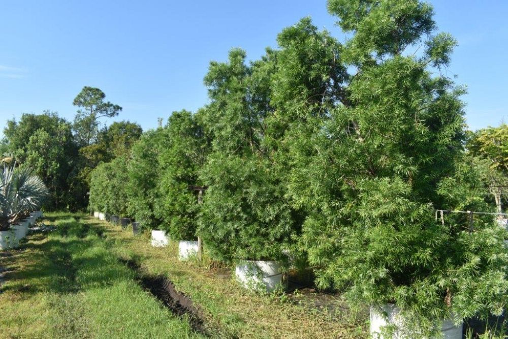 podocarpus-gracilior-plum-pine-weeping