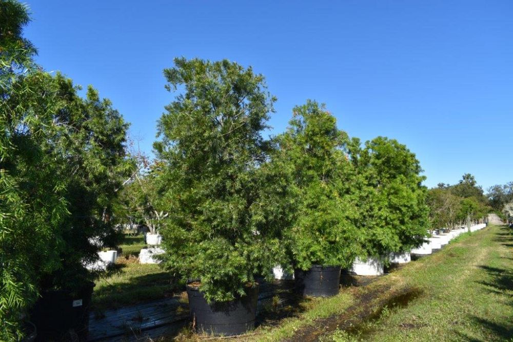 podocarpus-gracilior-plum-pine-weeping
