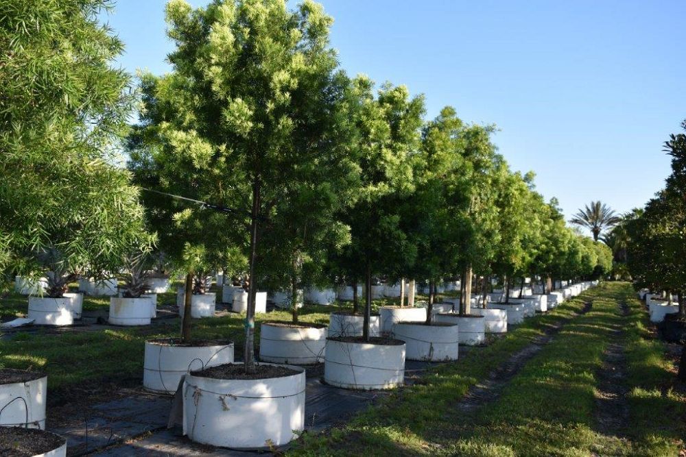 podocarpus-gracilior-plum-pine-weeping