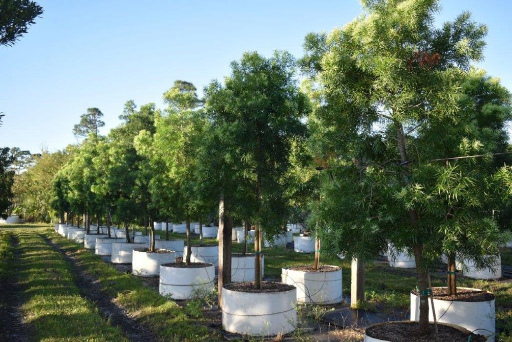 podocarpus-gracilior-plum-pine-weeping