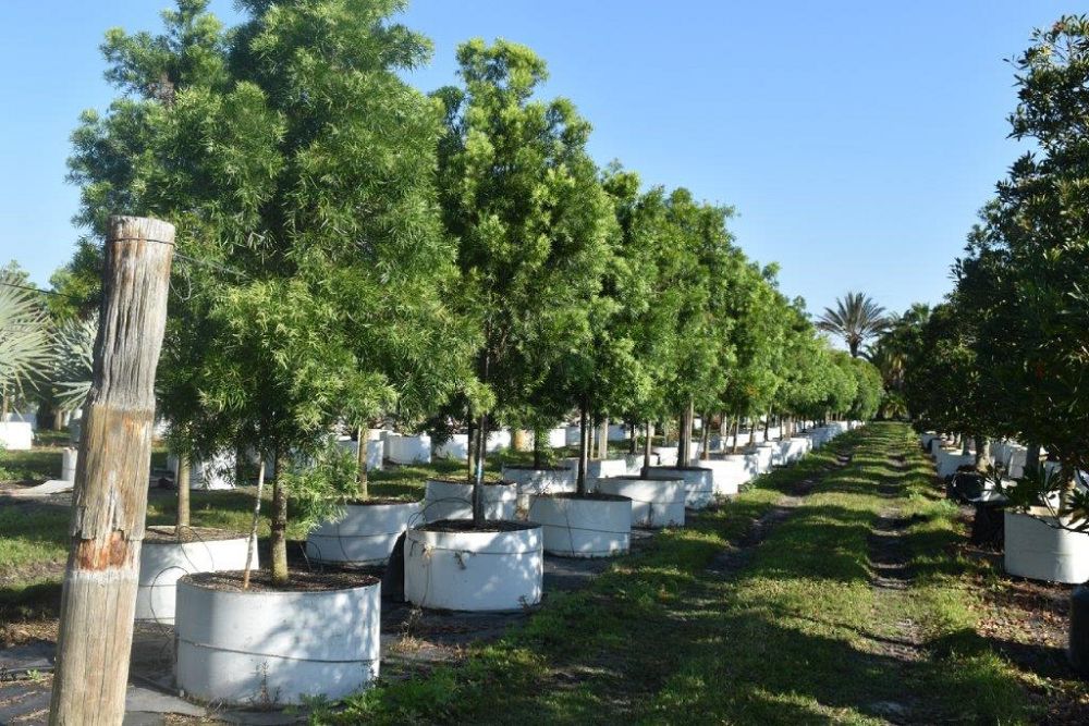 podocarpus-gracilior-plum-pine-weeping