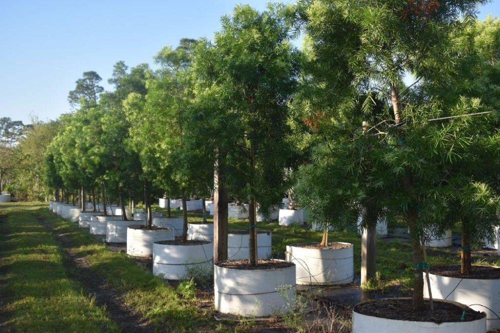 podocarpus-gracilior-plum-pine-weeping
