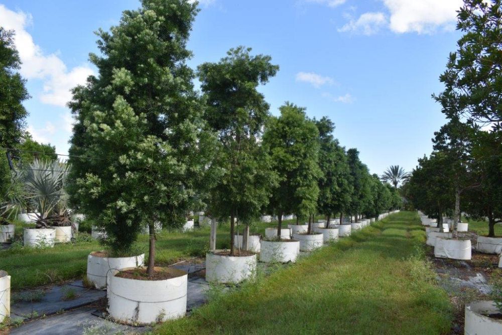podocarpus-gracilior-plum-pine-weeping