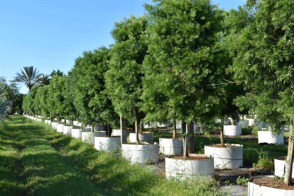 podocarpus-gracilior-plum-pine-weeping