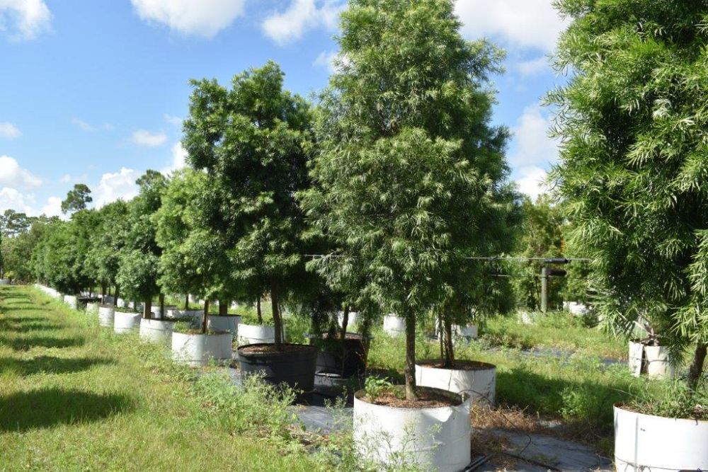 podocarpus-gracilior-plum-pine-weeping