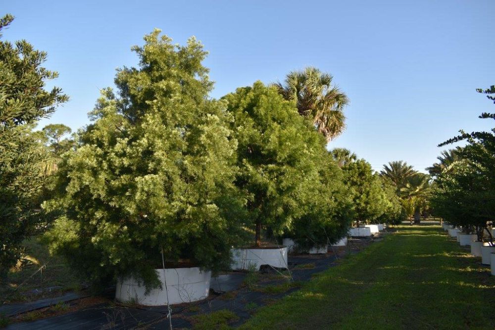 podocarpus-gracilior-plum-pine-weeping