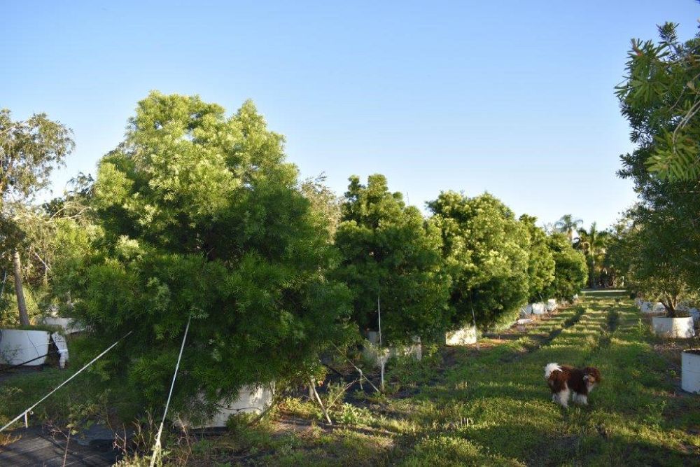 podocarpus-gracilior-plum-pine-weeping