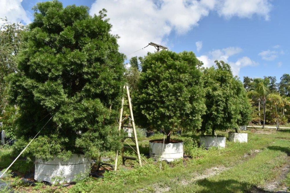 podocarpus-gracilior-plum-pine-weeping