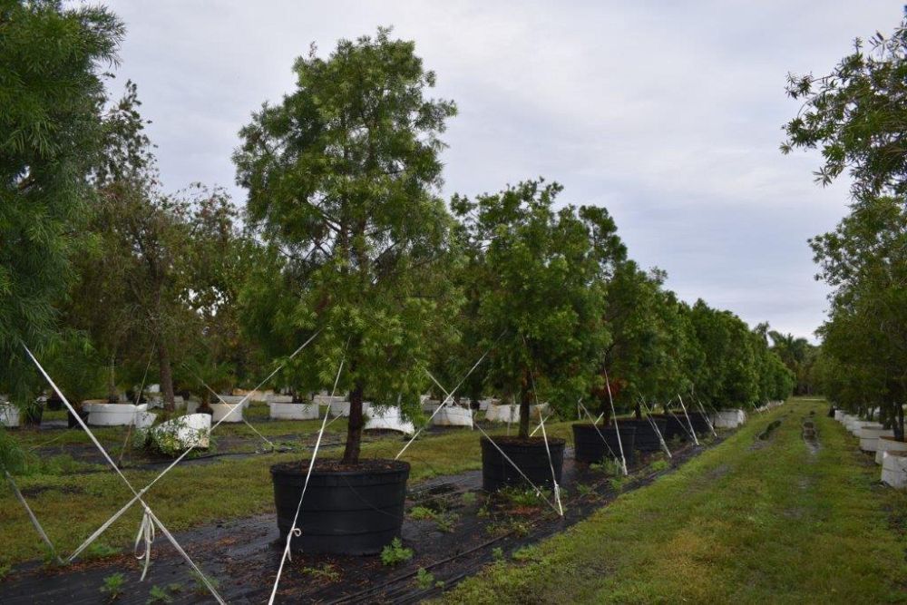 podocarpus-gracilior-plum-pine-weeping