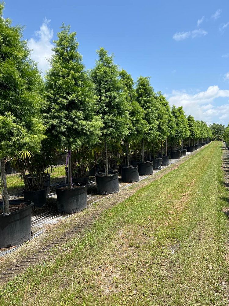 podocarpus-gracilior-plum-pine-weeping