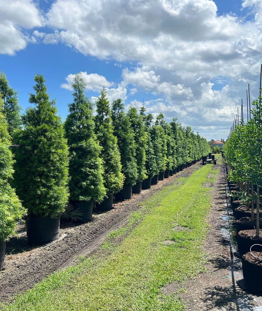 podocarpus-gracilior-plum-pine-weeping