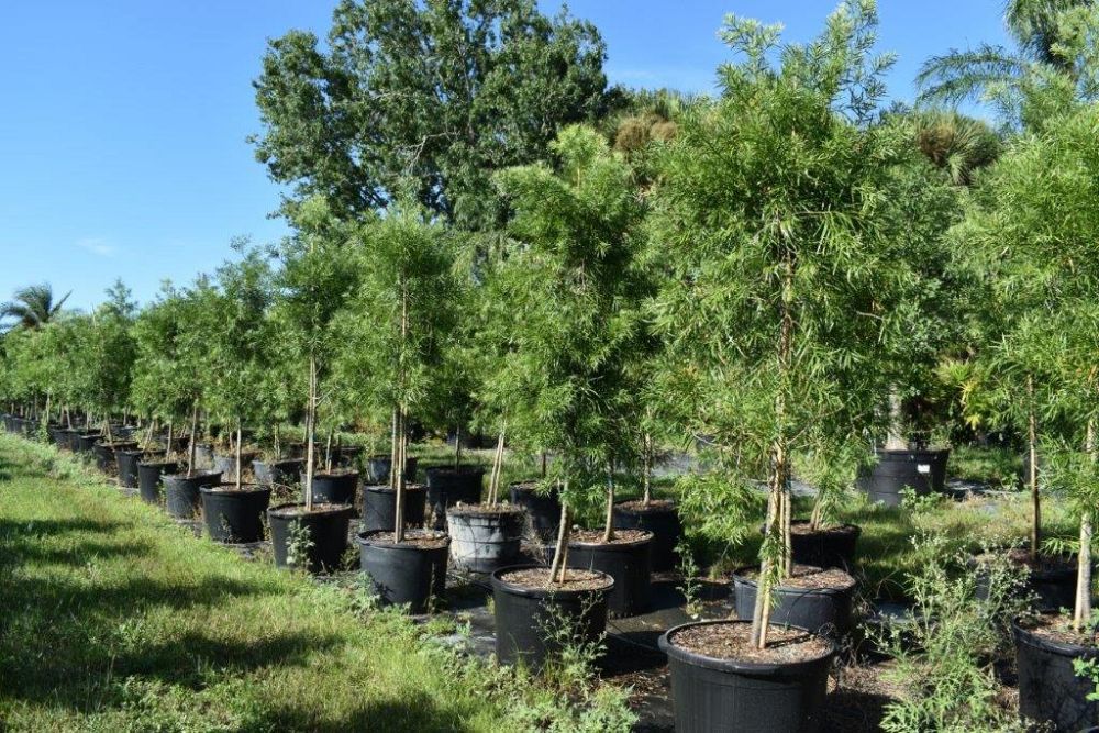 podocarpus-gracilior-plum-pine-weeping