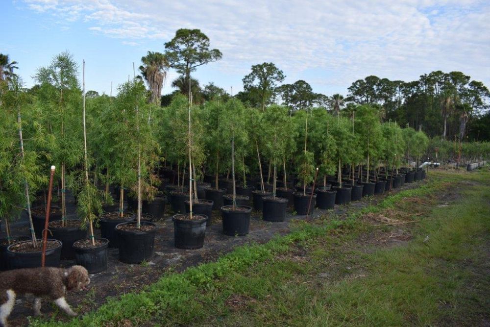 podocarpus-gracilior-plum-pine-weeping