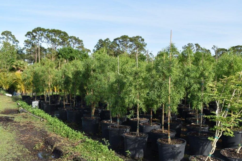podocarpus-gracilior-plum-pine-weeping
