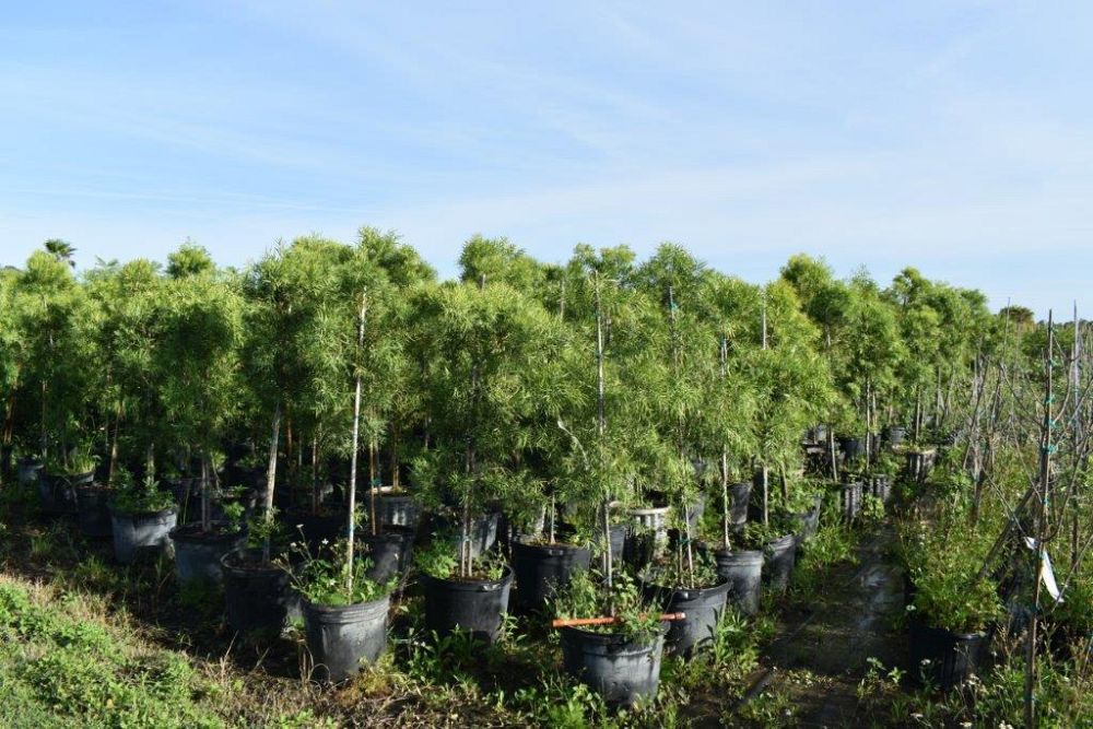 podocarpus-gracilior-plum-pine-weeping