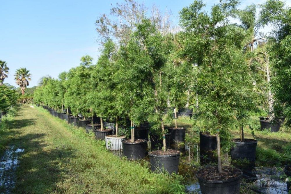podocarpus-gracilior-plum-pine-weeping