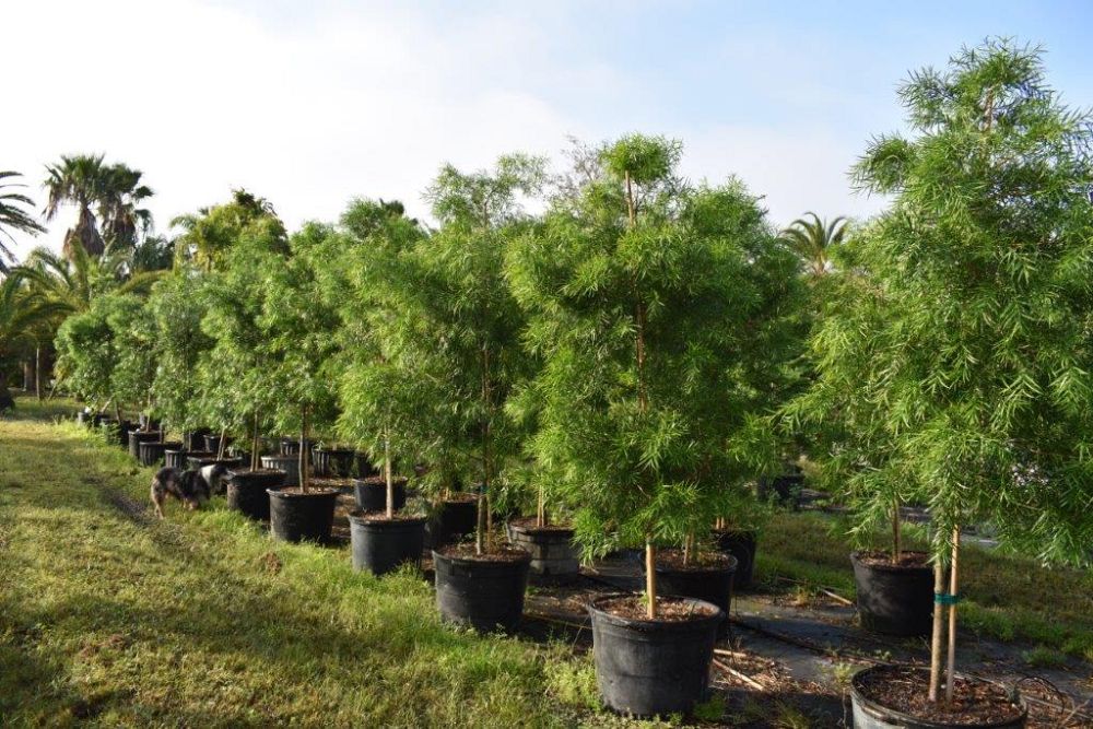 podocarpus-gracilior-plum-pine-weeping