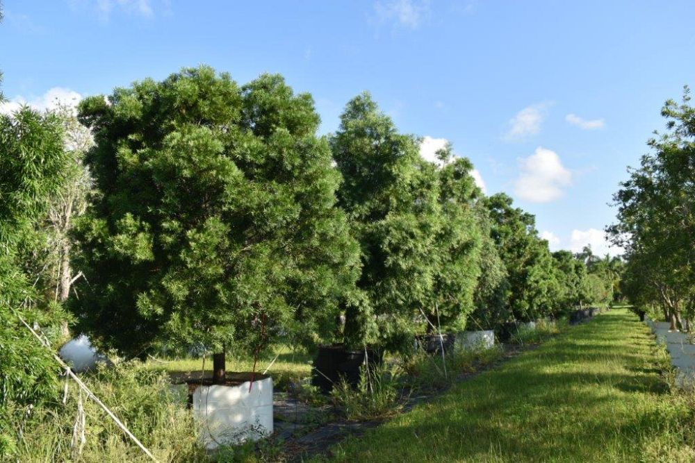podocarpus-gracilior-plum-pine-weeping