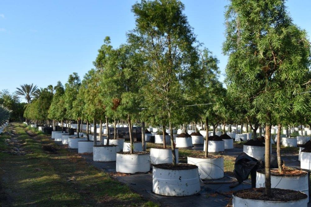 podocarpus-gracilior-plum-pine-weeping