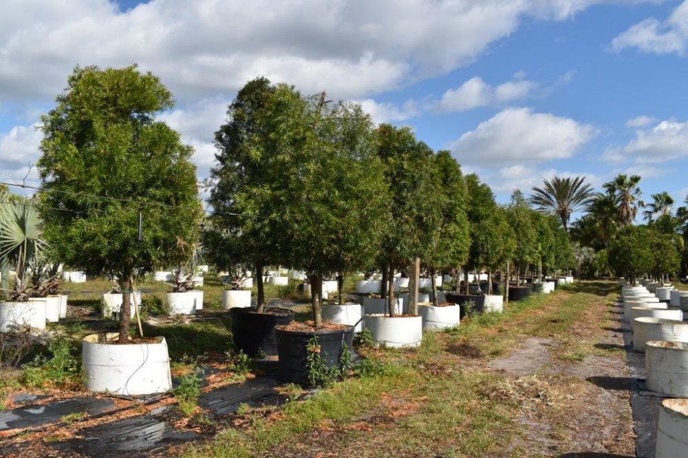 podocarpus-gracilior-plum-pine-weeping