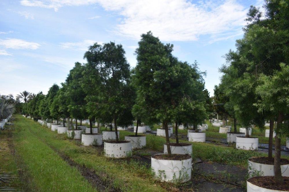 podocarpus-gracilior-plum-pine-weeping