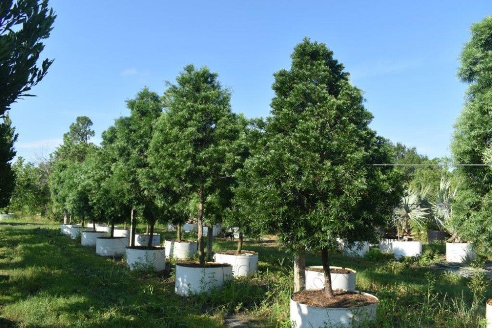 podocarpus-gracilior-plum-pine-weeping