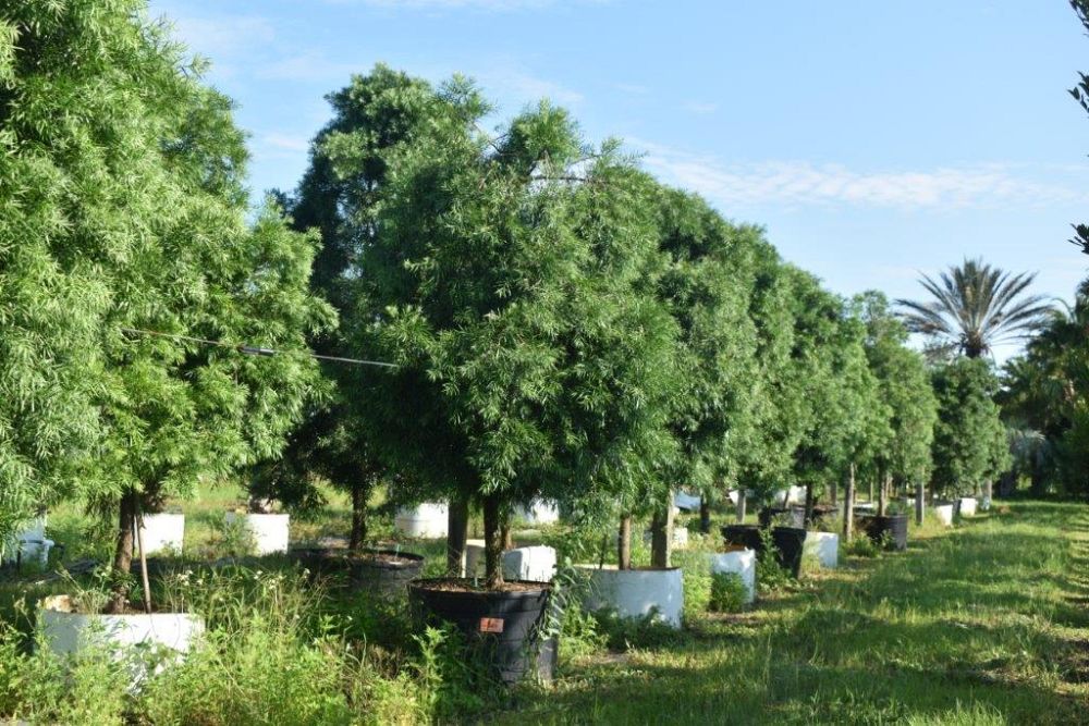 podocarpus-gracilior-plum-pine-weeping