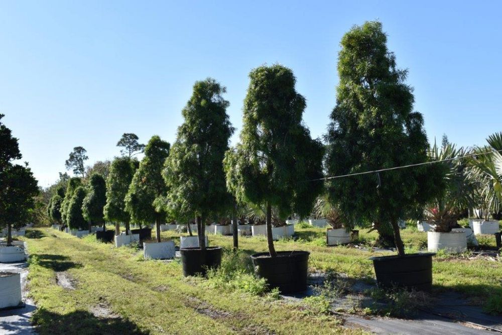 podocarpus-gracilior-plum-pine-weeping