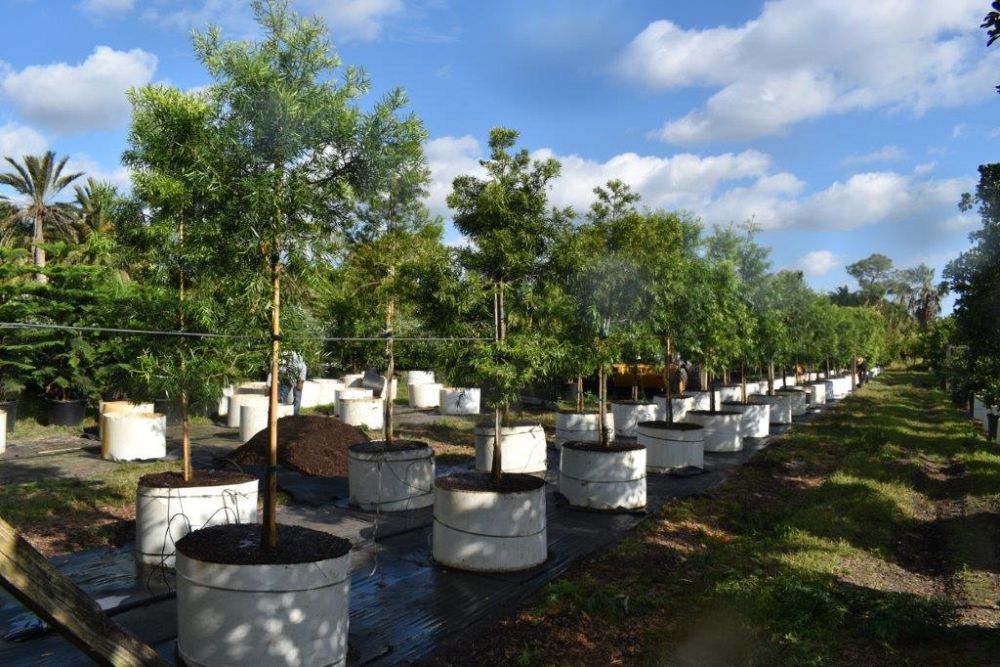 podocarpus-gracilior-plum-pine-weeping