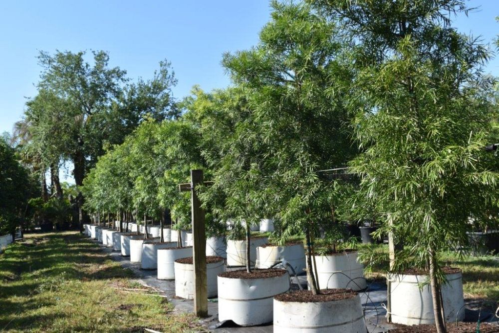 podocarpus-gracilior-plum-pine-weeping