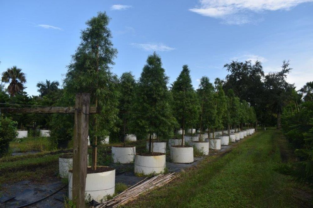 podocarpus-gracilior-plum-pine-weeping