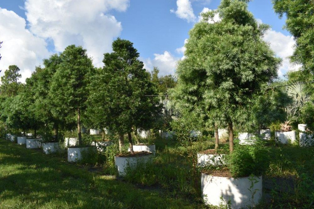 podocarpus-gracilior-plum-pine-weeping